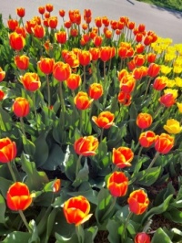 Tulips