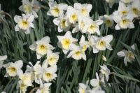 Beautiful daffodils, London