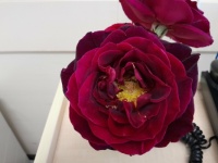 A special rose from my granddaughter