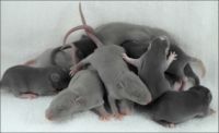 Rat pile