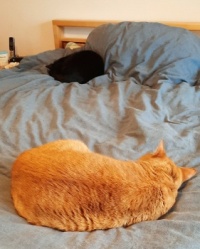 2025/03/29 Papaya & Ebony on bed