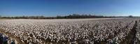 Cotton Field outside Cartersville GA