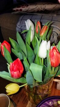Tulips (2)