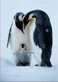 pingüins