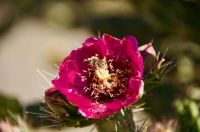 CHOLLA CACTUS FLOWER - NEW MEXICO