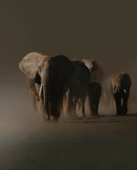 Elephants ig@nature