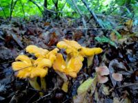 Chanterelle Mushroom Cluster