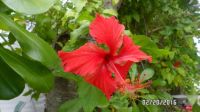 Hibiscus Blosson