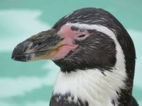 Penguin Close Up - Burford UK