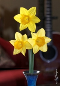 Daffodils Vase _3218