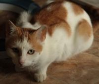Dali, Pflegekatze (foster cat)