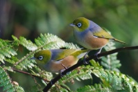 Silvereyes