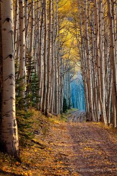 Aspen forest by Ken Lee