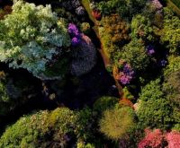Rhododendrons, Dogwoods from above