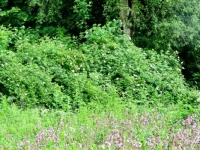 Afternoon Walk. Gallows Hill Nature Area