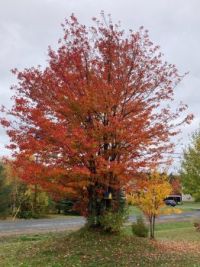 Our beautiful trees ❤️