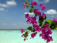 Bougainvillea Flowers - Bora Bora