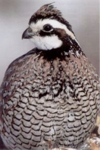 Bobwhite Quail