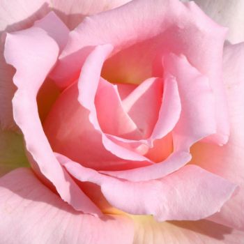 Close up of Pink Rose (Jun17P01)