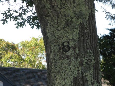 Tree with house number