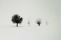 FOUR TREES