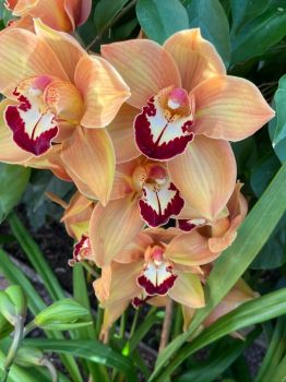 Orchid Show 2
