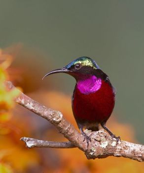 Purple-throated Sunbird - Asia.