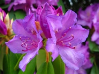 West Virginia State Flower - Rhododendron