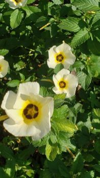 10.14 Cuban Buttercup