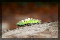 Pale tussock Moth larvae