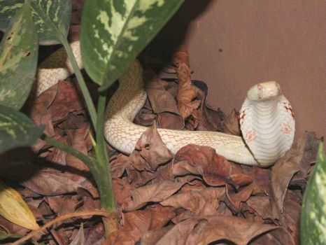 Ceylon Albino Cobra
