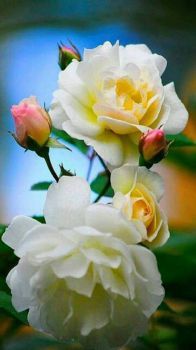 Pale Roses