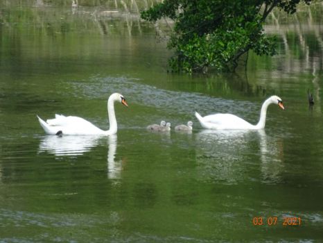 labutí rodinka - swan family