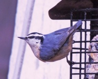 Red-Breasted Nuthatch at my suet feeder