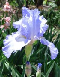 Sweet Blue Iris