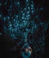 Glow Worm Caves New Zealand