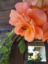 Bee in Rose