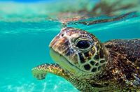 Green Sea Turtle Trilogy II