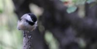 Chickadee