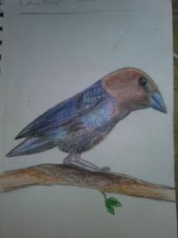 brown headed cowbird.jpg