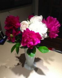 Pinched from my garden