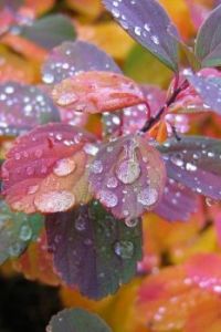 water drops