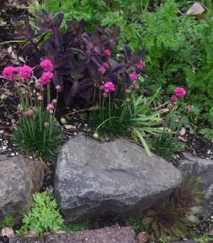 Pinks and Sedum Spring Garden