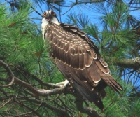 Mr. Osprey