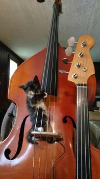 iris111 puzzle bluegrass meetup centerblog seniorennet bookmarked rhythm grappig schattig aww