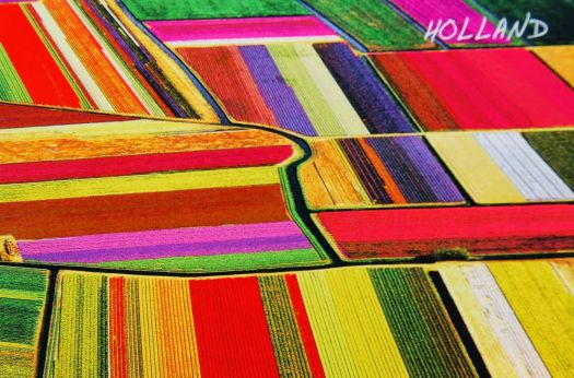 Tulip fields of Holland!!