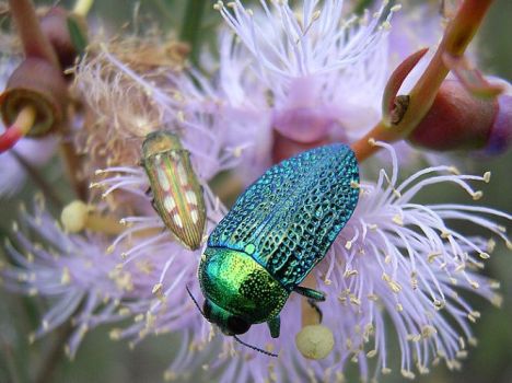 Jewel Beetle on flowering Gumtree - Western Australia.