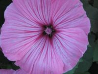 Pink 1