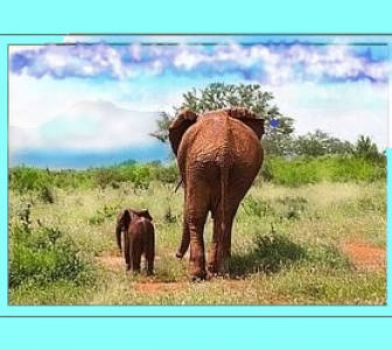 orphan baby elephant with adult orphan Emily