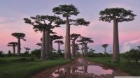 grandidiers baobab madagascar